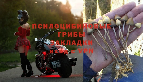 индика Белокуриха